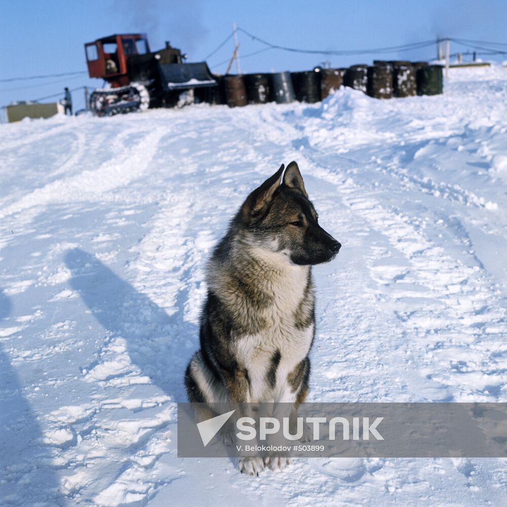 Dog from North Pole-22 drifting ice station