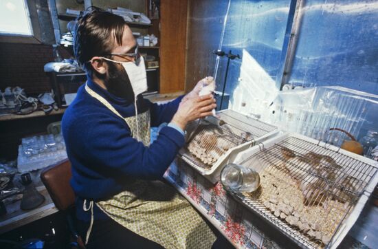 Study of rats' immune system