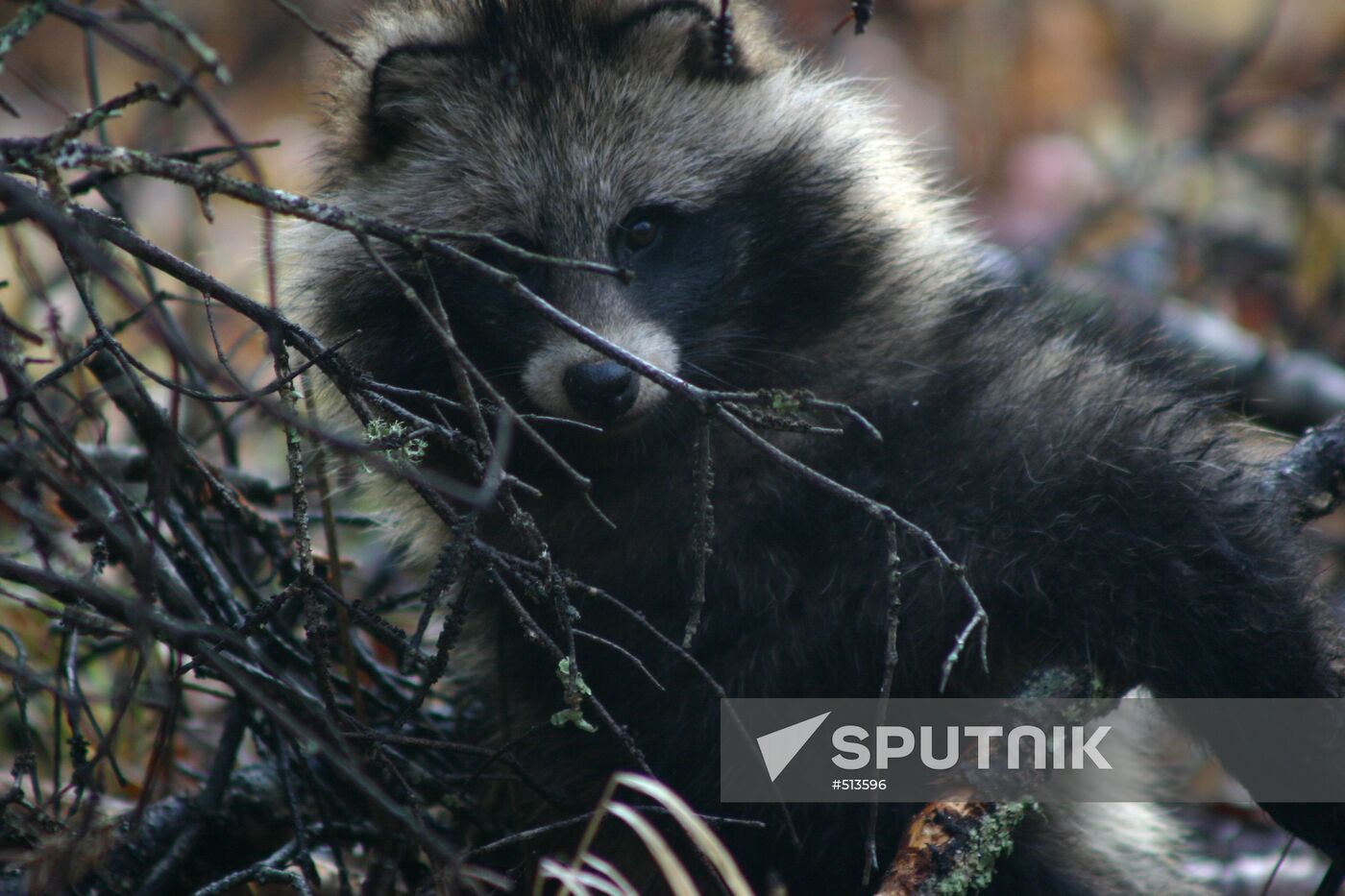 Animals of Ussuriysky Nature Preserve