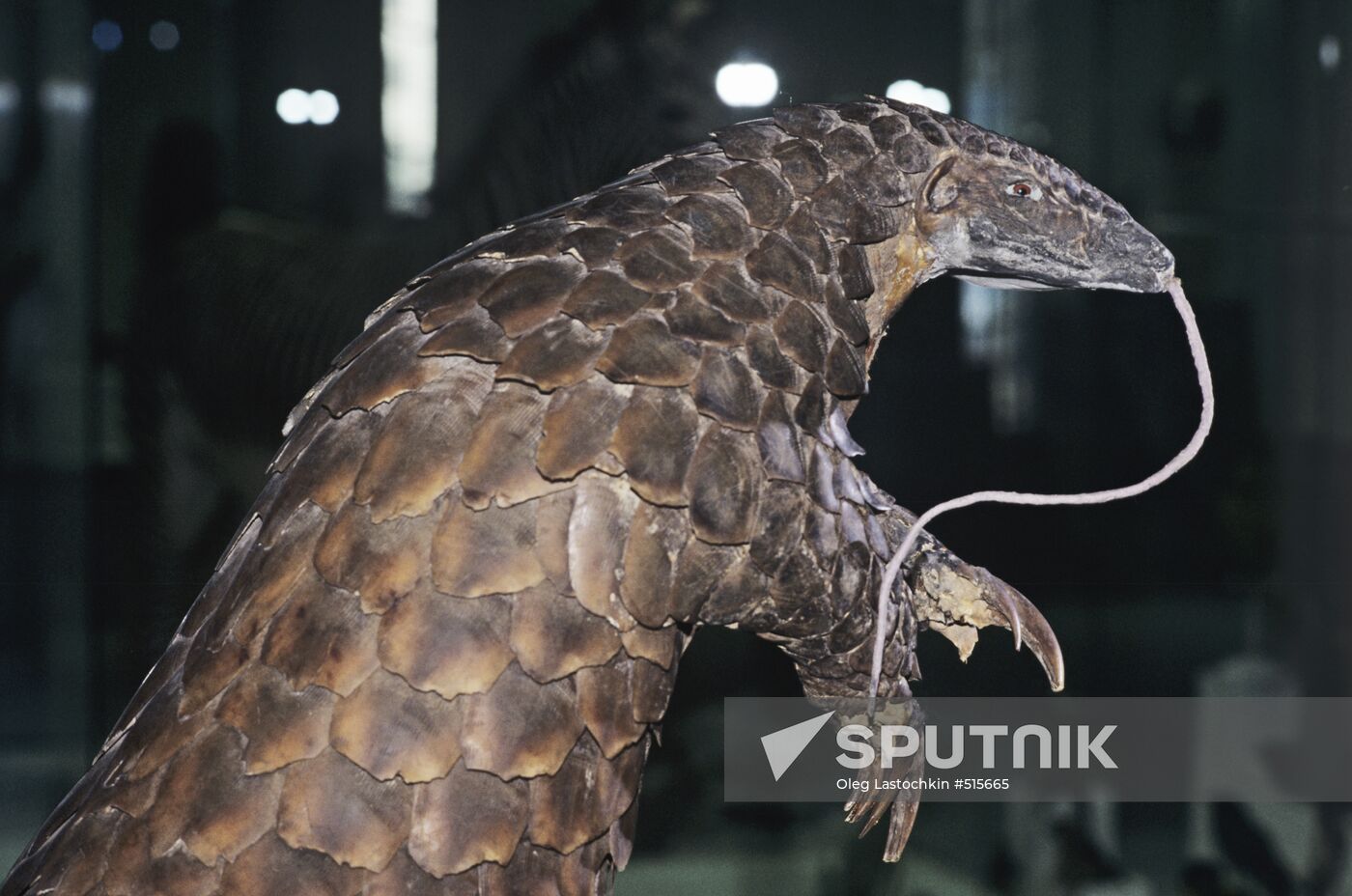 Stuffed pangolin