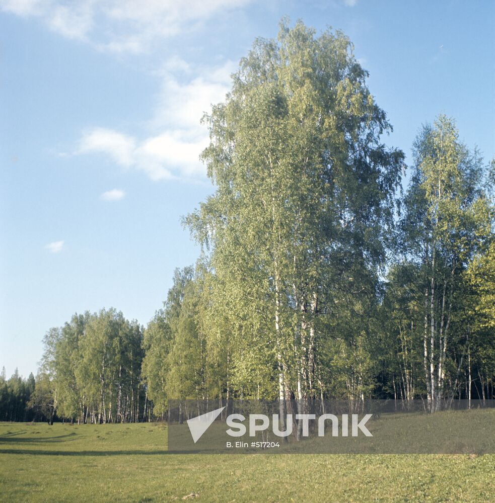 Tree groves near Konstantinovo village