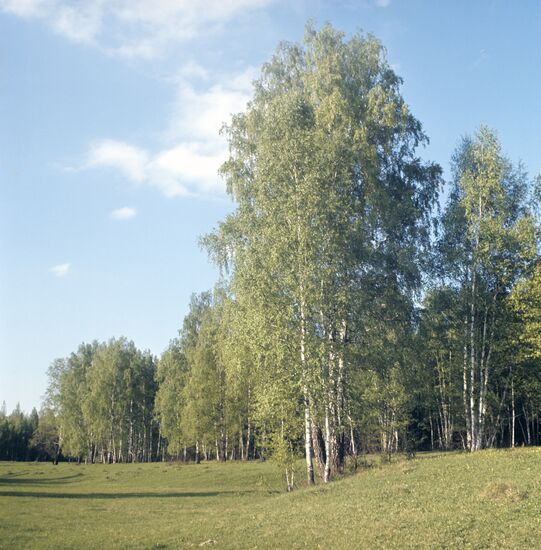 Tree groves near Konstantinovo village