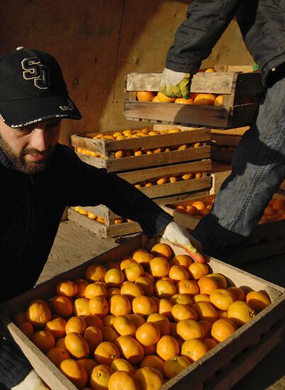Tangerines in Abkhazia