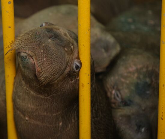 Twenty-two walruses arrive at Moscow Dolphinarium