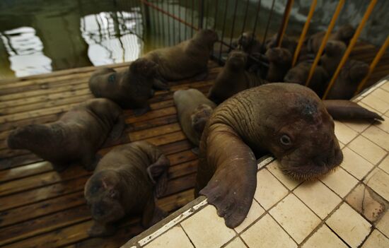 Twenty-two walruses arrive at Moscow Dolphinarium