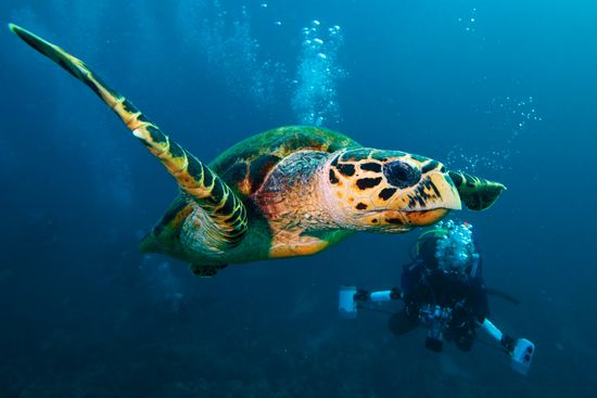 Underwater