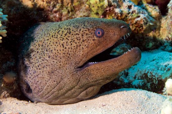 Underwater