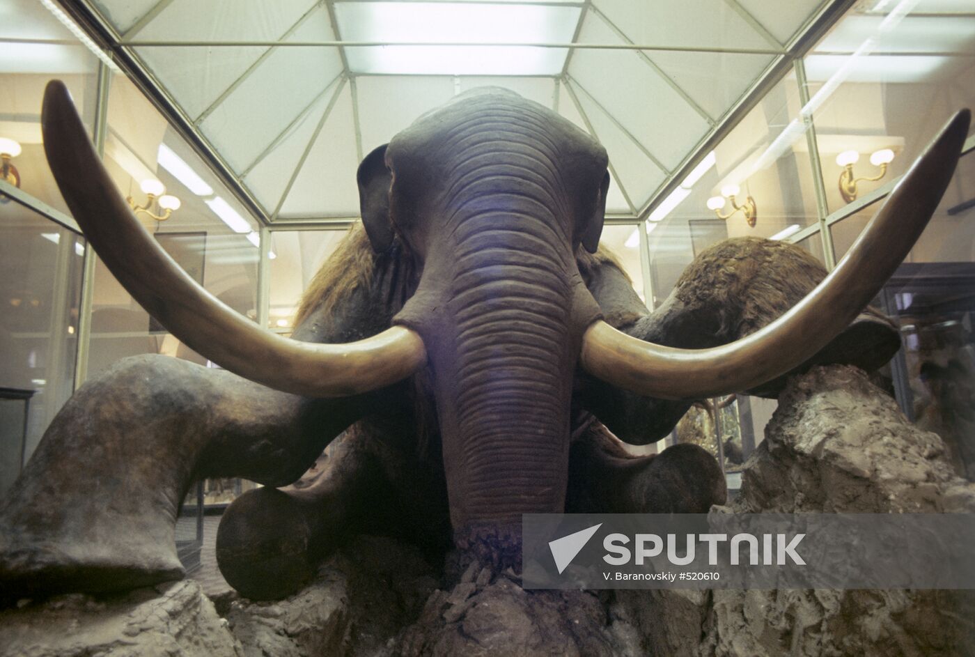 Stuffed mammoth