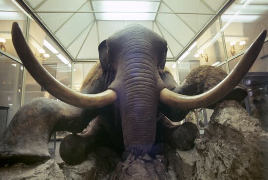 Stuffed mammoth