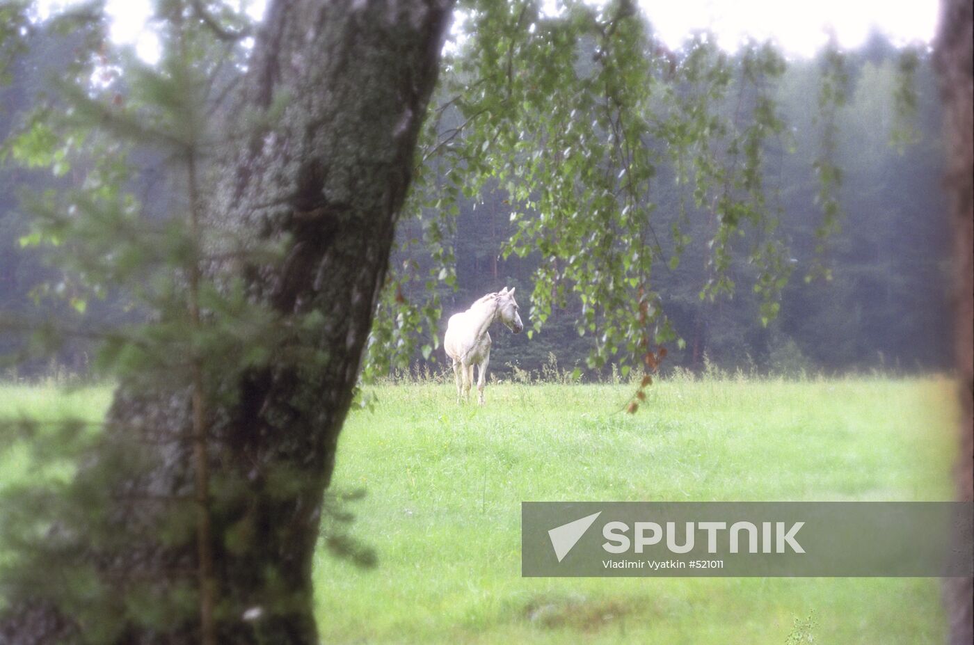 Pushkin's open air museum Mikhailovskoye