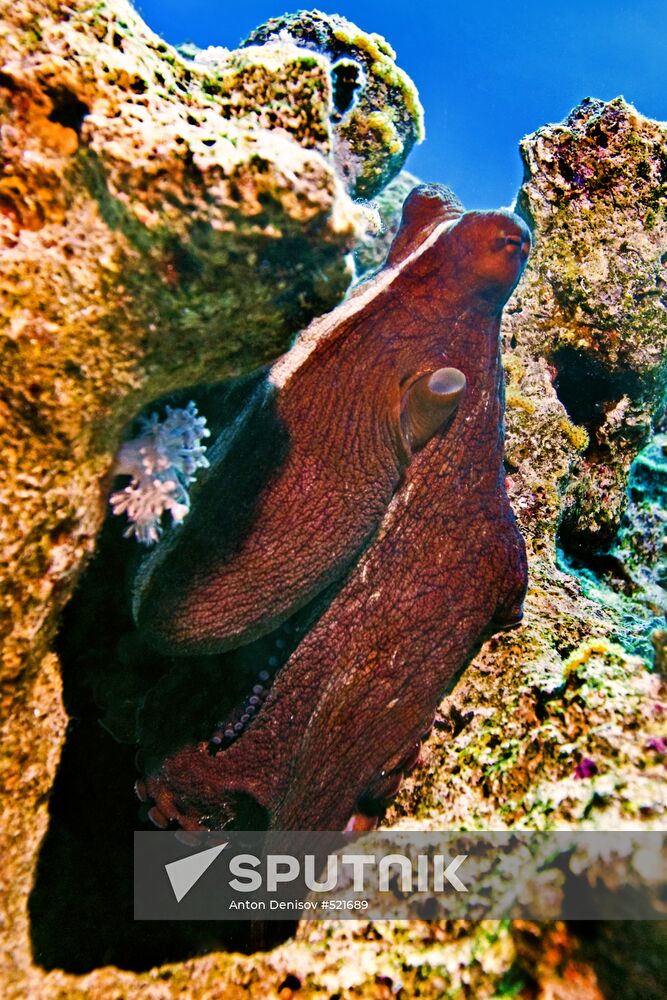 Underwater world