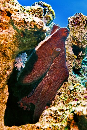 Underwater world