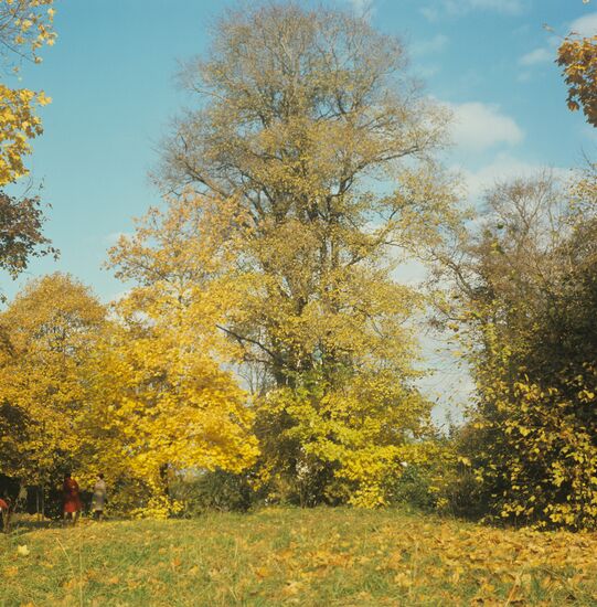 Kolomenskoye Park