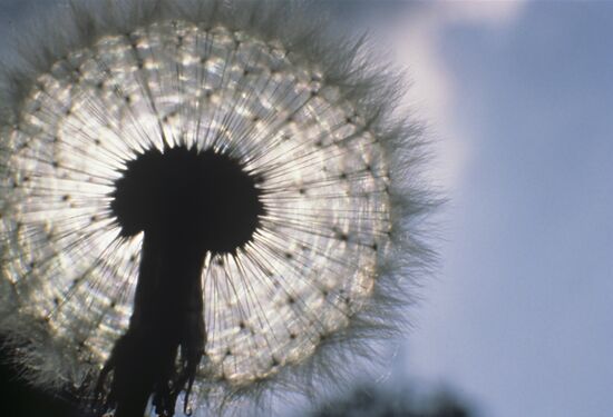 Dandelion