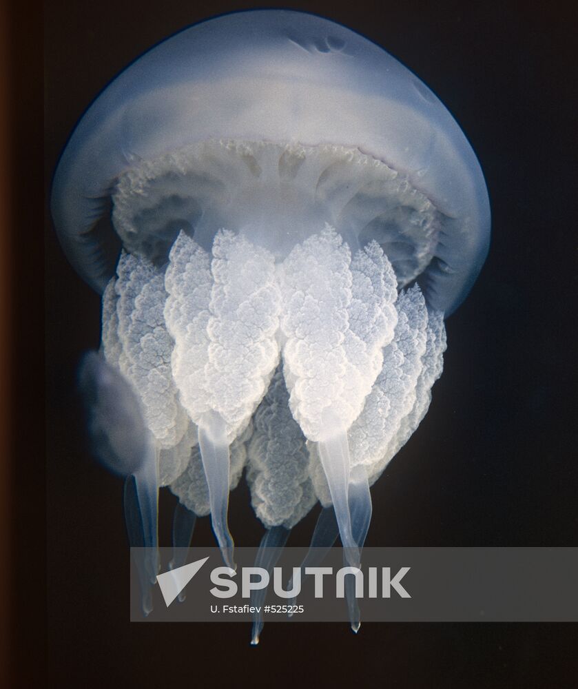 Jellyfish, the Black Sea