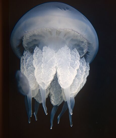 Jellyfish, the Black Sea
