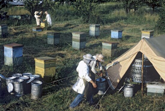 Collecting honey at a bee-yard