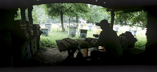 A bee-yard