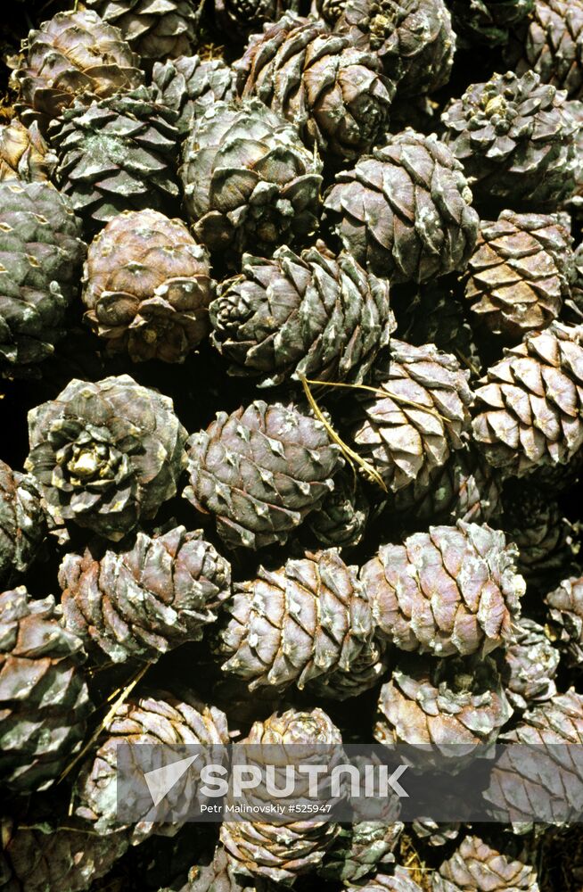 Cedar cone