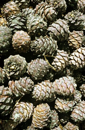 Cedar cone