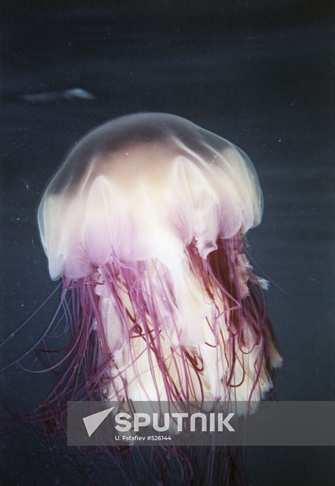 Lion's mane jellyfish