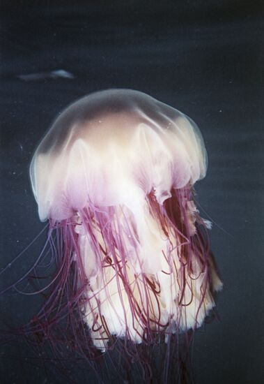 Lion's mane jellyfish