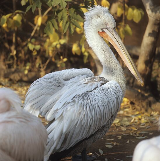 Pelican