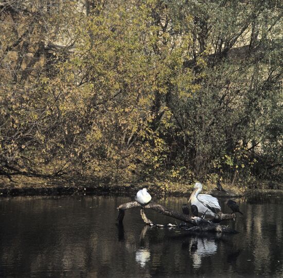 Pelicans
