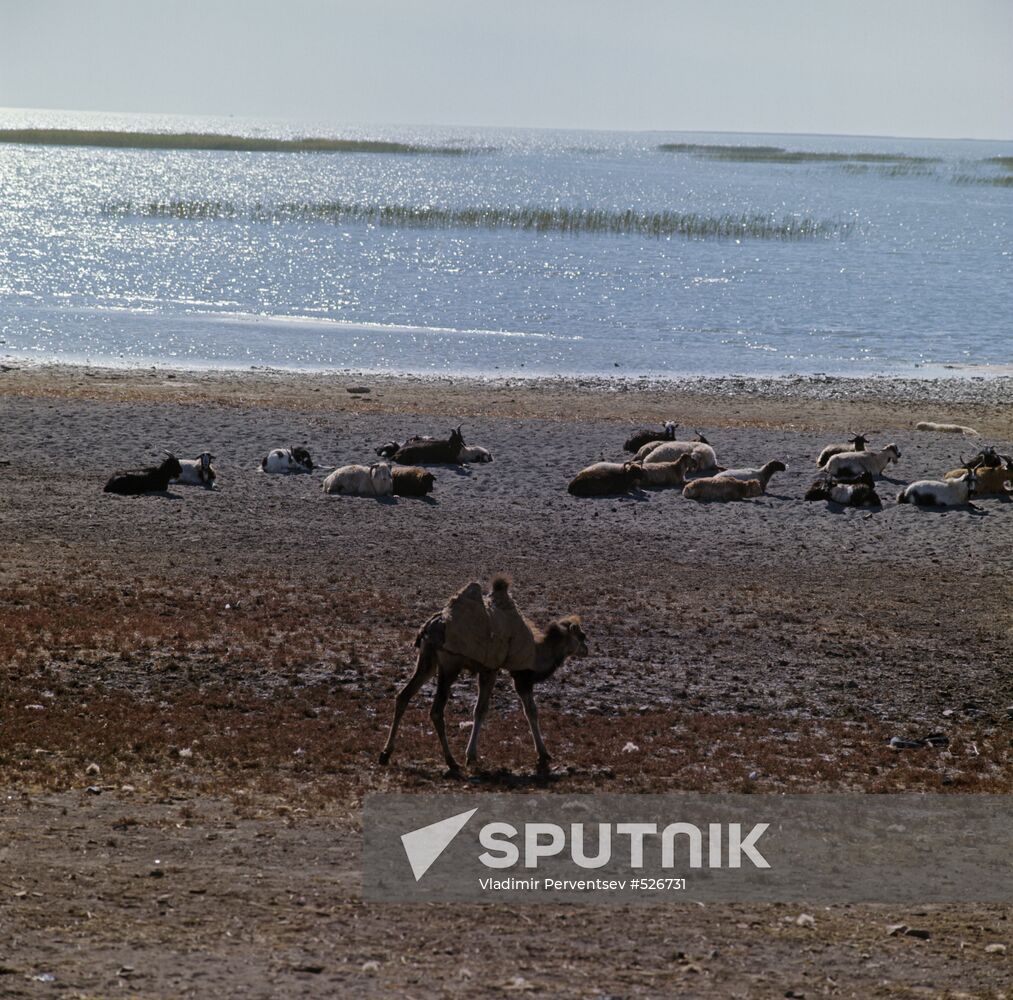 Bactrian camel