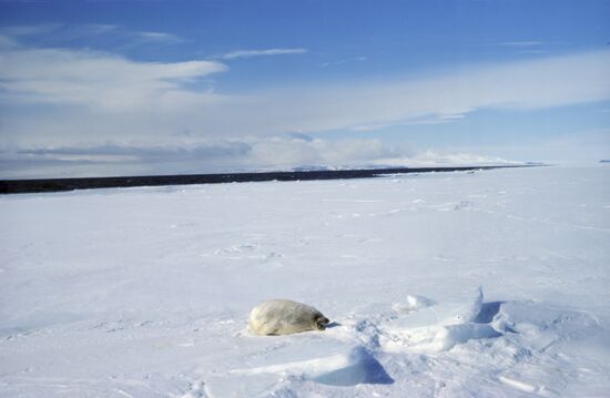 Earless seal pup