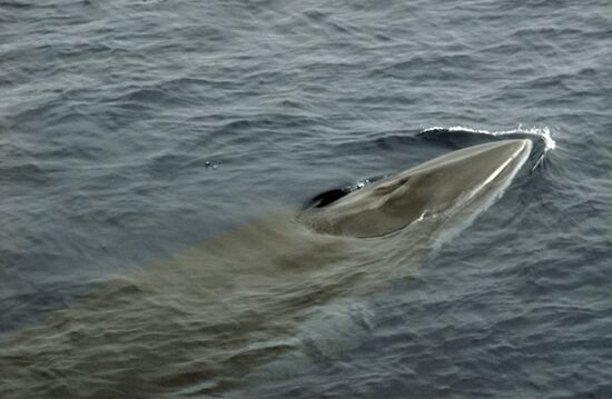 Minke's whale