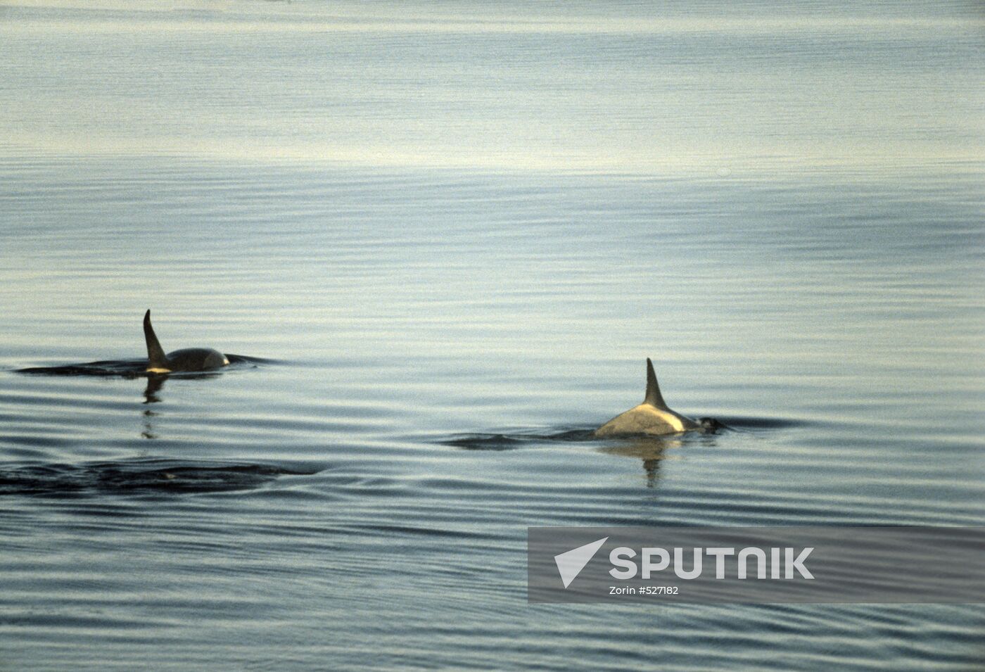 Killer whales