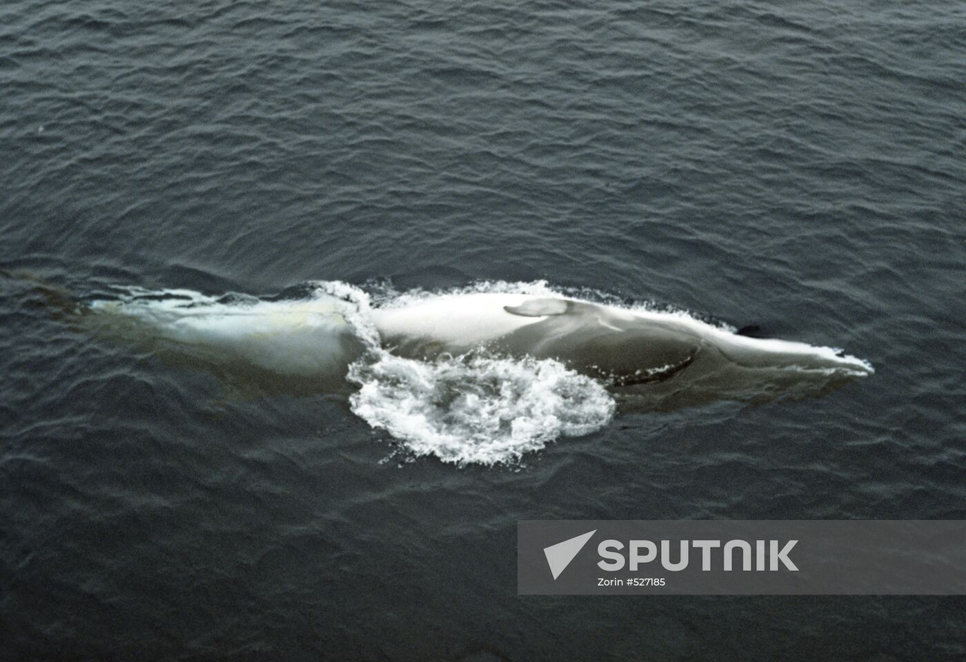 Minke's whale