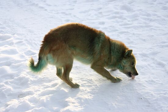 Pack of stray dogs turn green in Yekaterinburg