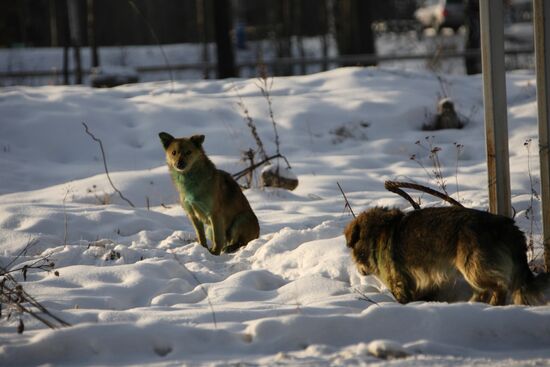 Pack of stray dogs turn green in Yekaterinburg