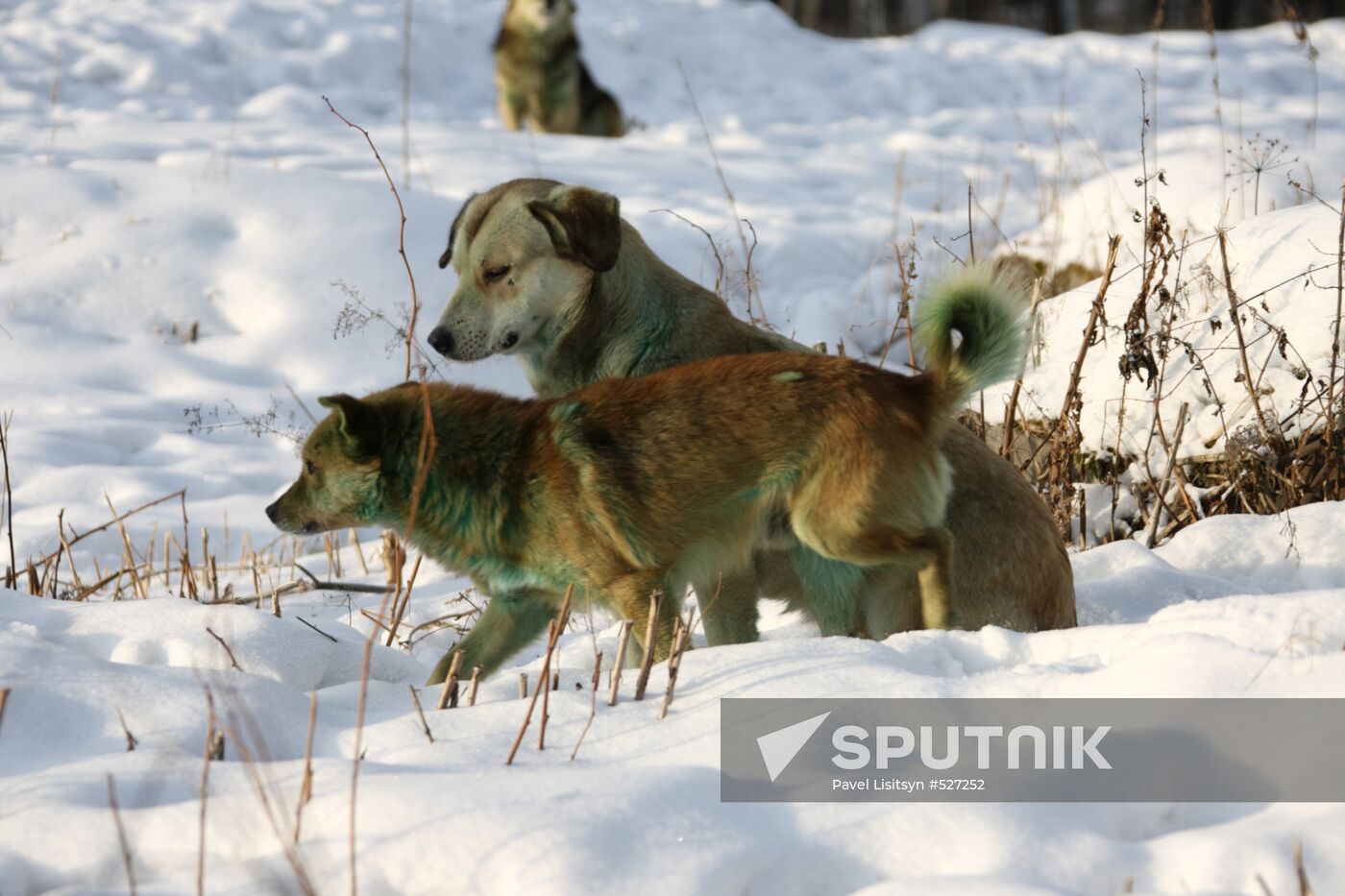 Pack of homeless dogs turns green in Yekaterinburg