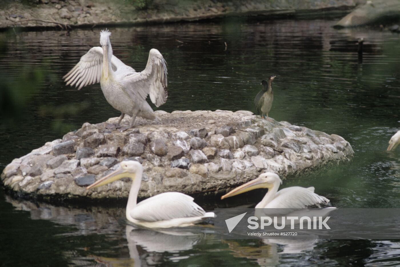 Waterfowl