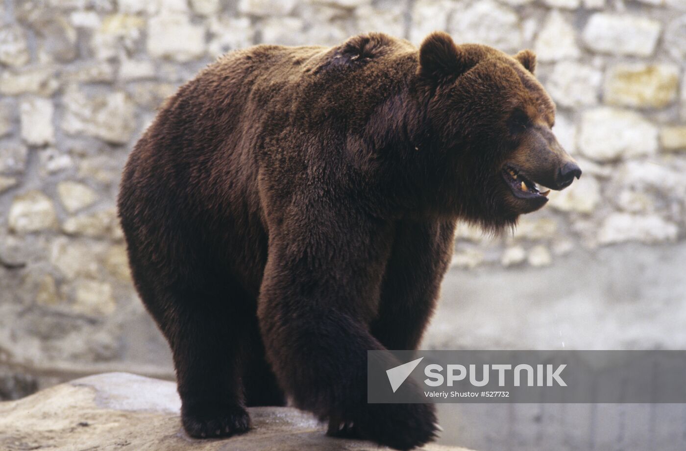 Black bear