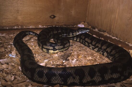 Carpet snake
