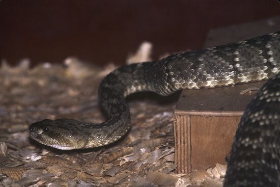 Black tailed rattlesnake