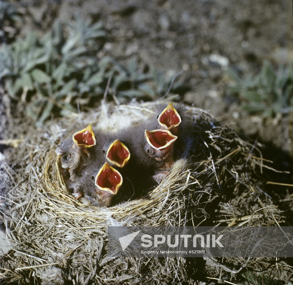 Nest of Snow Bunting