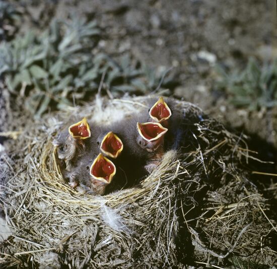 Nest of Snow Bunting