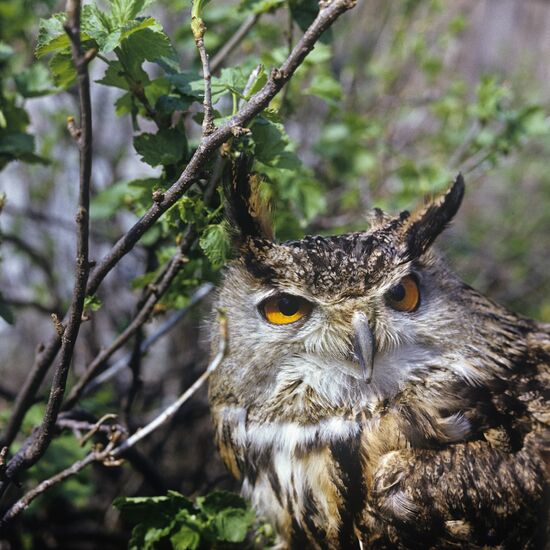 Eagle owl