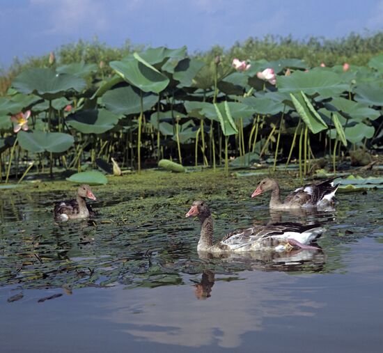 Geese