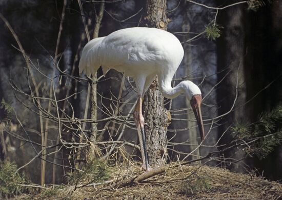 Siberian crane