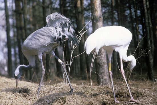 Cranes