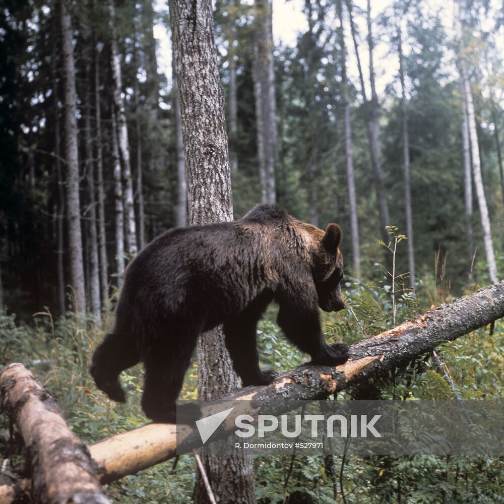 Brown bear