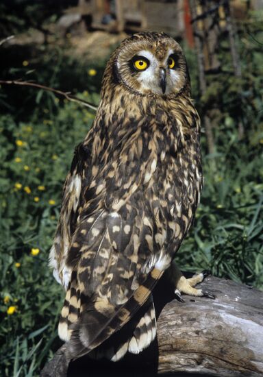 Short-eared owl