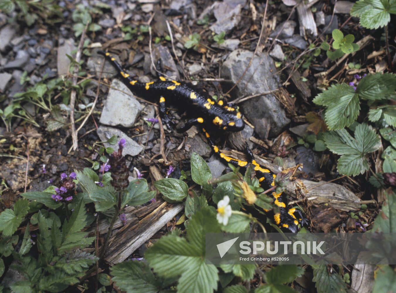 Salamanders