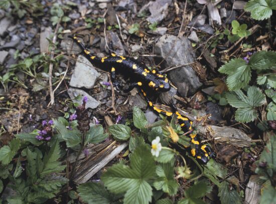 Salamanders